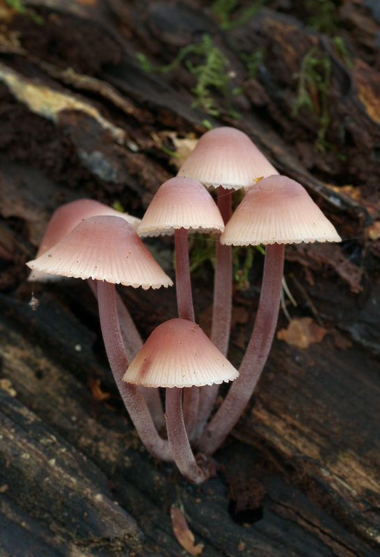 Mycena haematopus